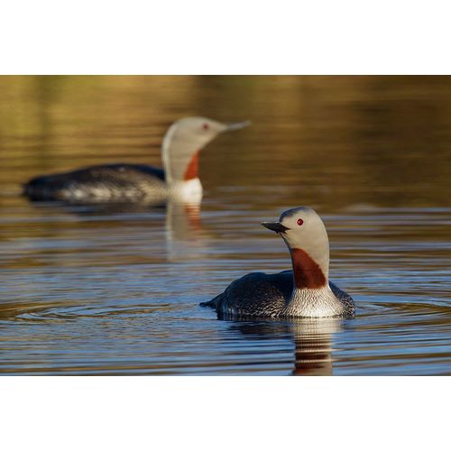 Red-throated Loon Pair